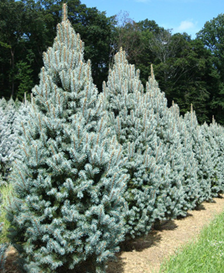      Picea pungens                         Iseli Fastigiate